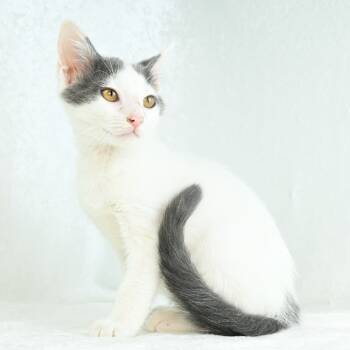 Rescue Domestic Medium Hair Cats for Adoption in Mobile, Alabama - Dusty | PetCurious