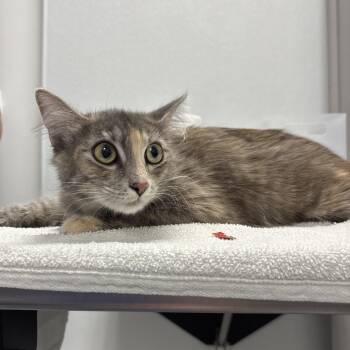 Farah -  Domestic Medium Hair Cat for Adoption in Sunnyvale, California - Farah | PetCurious