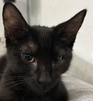 Valley -  Domestic Short Hair Cat for Adoption in North Highlands, California - Valley | PetCurious