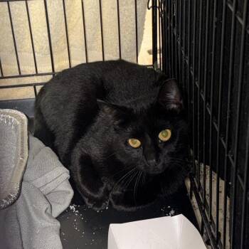 Edgar Allan Poe-Barn Cat -  Domestic Short Hair Cat for Adoption in Waterloo, Iowa - Edgar Allan Poe-Barn Cat | PetCurious