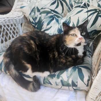 Bella -  Domestic Medium Hair Cat for Adoption in Rochester, Minnesota - Bella | PetCurious
