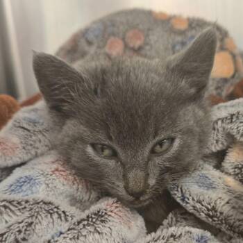 MAGGIE -  Domestic Short Hair Cat for Adoption in Elizabethton, Tennessee - MAGGIE | PetCurious