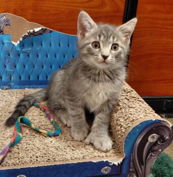 TJ -  Extra Toes Cat Hemingway Polydactyl Cat for Adoption in Marvin, North Carolina - TJ | PetCurious
