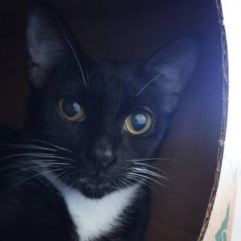 Taylor -  Domestic Short Hair Cat for Adoption in Saint Charles, Missouri - Taylor | PetCurious