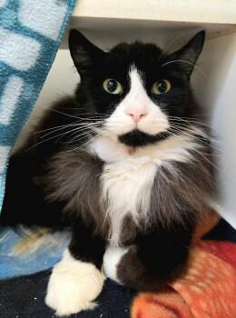 Eddie -  Domestic Long Hair Cat for Adoption in Bellingham, Washington - Eddie | PetCurious
