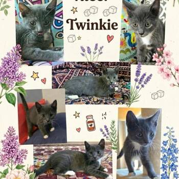 Twinky -  Domestic Short Hair Cat for Adoption in Orangevale, California - Twinky | PetCurious