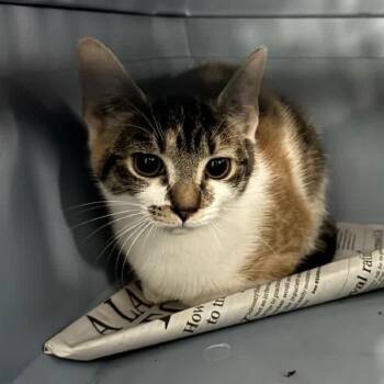 Domestic Short Hair Cats Available for Adoption - Jess | PetCurious