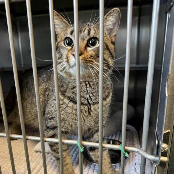 Domestic Short Hair Cats Available for Adoption in South Haven, Michigan - Bacon | PetCurious