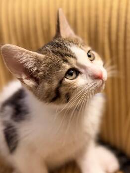 Joan -  Domestic Short Hair Cat for Adoption in Honeoye, New York - Joan | PetCurious