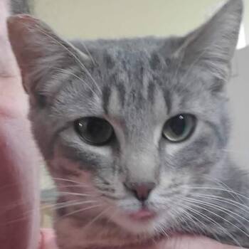 Domestic Short Hair Cats Available for Adoption in Moses Lake, Washington - Auriah | PetCurious