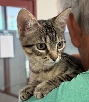 Alanis Morisette -  Domestic Short Hair Cat for Adoption in Slidell, Louisiana - Alanis Morisette | PetCurious