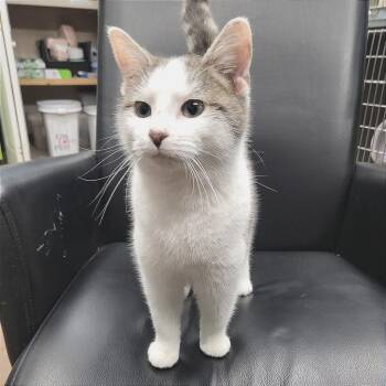 Domestic Short Hair Cats Available for Adoption - Latte - Petsmart Belleville | PetCurious