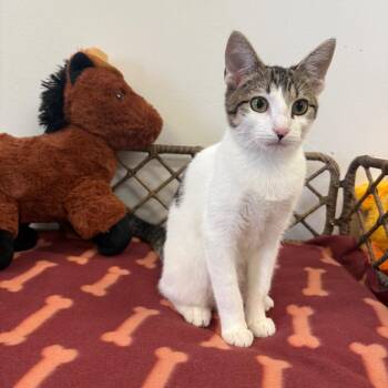 Domestic Medium Hair Cats Available for Adoption - Mei Lin | PetCurious