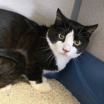 Rescue Domestic Short Hair Cats for Adoption in Goleta, California - Freedom | PetCurious