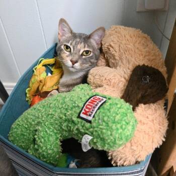 Patches -  Domestic Short Hair Cat for Adoption in Mobile, Alabama - Patches | PetCurious