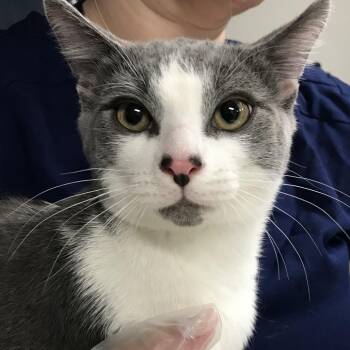 Mac -  Domestic Short Hair Cat for Adoption in Newark, New Jersey - Mac | PetCurious