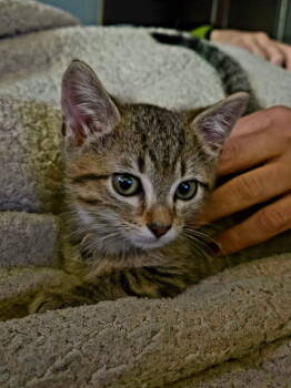 Rescue Domestic Medium Hair Cats for Adoption in Fort Collins, Colorado - Pigeon | PetCurious