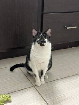 Rescue Domestic Short Hair Cats for Adoption in Denver, Colorado - Mama Indiana | PetCurious