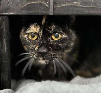 Domestic Short Hair Cats Available for Adoption - Lorain | PetCurious
