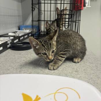 Domestic Short Hair Cats Available for Adoption in Spokane, Washington - Thunder | PetCurious