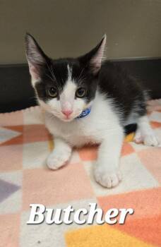 Butcher -  Domestic Short Hair Cat for Adoption in Sidney, Ohio - Butcher | PetCurious