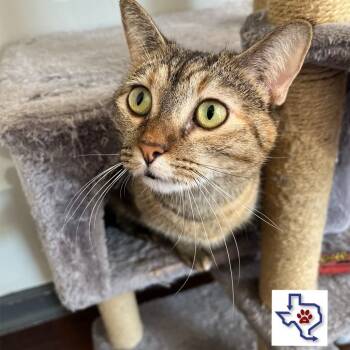 Rescue Domestic Short Hair Cats for Adoption in Houston, Texas - Sassy | PetCurious