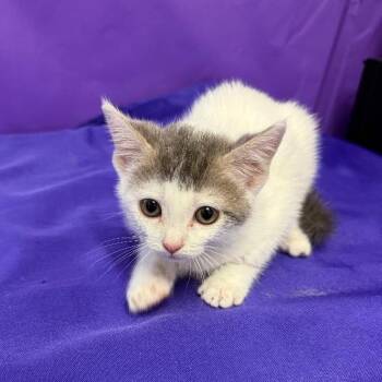 Terror -  Domestic Short Hair Cat for Adoption in North Myrtle Beach, South Carolina - Terror | PetCurious