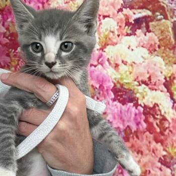 Domestic Short Hair Cats Available for Adoption in Normal, Illinois - Jack | PetCurious