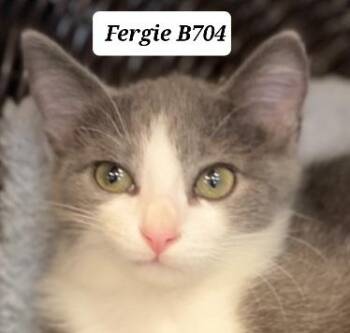 Fergie -  Domestic Medium Hair Cat for Adoption in Morganton, North Carolina - Fergie | PetCurious