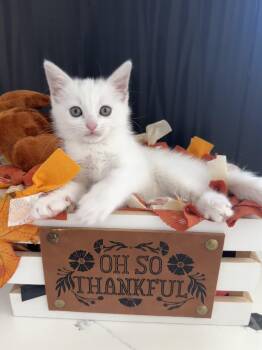 Rescue Domestic Medium Hair Cats for Adoption in Huntington Beach, California - Pearl | PetCurious