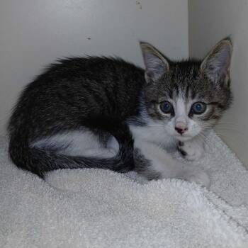 Bean -  Domestic Short Hair Cat for Adoption in Las Vegas, Nevada - Bean | PetCurious