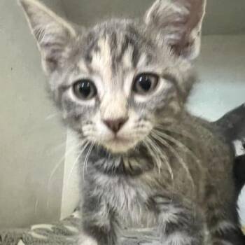 Smokey -  Domestic Short Hair Cat for Adoption in Dayton, Ohio - Smokey | PetCurious