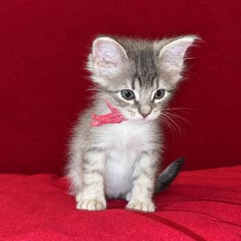 Hazel -  Domestic Short Hair Cat for Adoption in Tucson, Arizona - Hazel | PetCurious