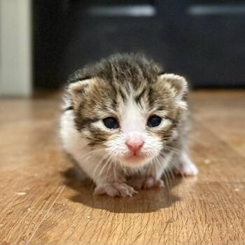 Topaz -  Domestic Short Hair Cat Available for Adoption in Bentonville, Arkansas - Topaz | PetCurious
