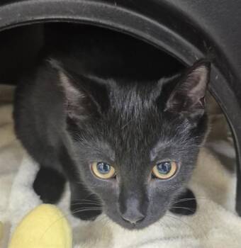 ALEX -  Domestic Short Hair Cat for Adoption in Vaughan, Ontario - ALEX | PetCurious