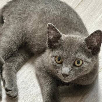 Habanero -  Domestic Short Hair Cat for Adoption in Hudson, New York - Habanero | PetCurious