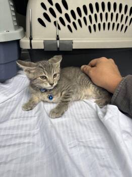 Domestic Short Hair Cats Available for Adoption in Broomfield, Colorado - FRODO | PetCurious