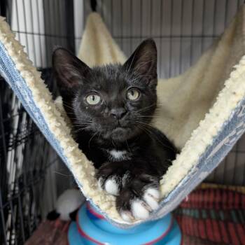 2a RM (21979095) -  Domestic Short Hair Cat for Adoption in Puslinch, Ontario - 2a RM (21979095) | PetCurious