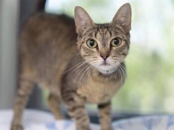 PEANUT BUTTER -  Domestic Short Hair Cat for Adoption in Phoenix, Arizona - PEANUT BUTTER | PetCurious