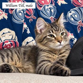 William Tell -  Domestic Medium Hair and Tabby Cat for Adoption in Murfreesboro, Tennessee - William Tell | PetCurious
