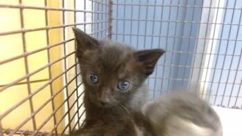 RIDER -  Domestic Short Hair Cat for Adoption in Doral, Florida - RIDER | PetCurious