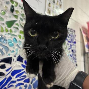 WASABI -  Domestic Short Hair Cat for Adoption in Pensacola, Florida - WASABI | PetCurious