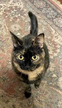 Rescue Domestic Short Hair Cats for Adoption in Greenville, South Carolina - Eartha Kitty KD | PetCurious