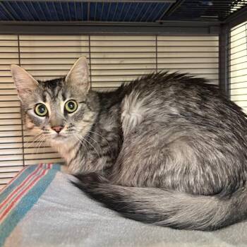 Tabby Cats Available for Adoption - Ivy | PetCurious