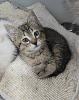 Leon 677-26 -  Domestic Short Hair Cat for Adoption in Cumming, Georgia - Leon 677-26 | PetCurious