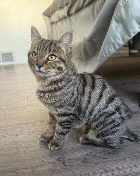 Rescue Domestic Short Hair and Tabby Cats for Adoption in Howell, Michigan - Button | PetCurious