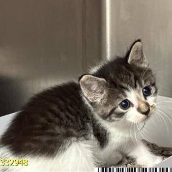 Cherry -  Domestic Short Hair Cat Available for Adoption in West Palm Beach, Florida - Cherry | PetCurious