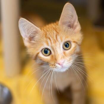 Kay -  Domestic Short Hair Cat for Adoption - Kay | PetCurious
