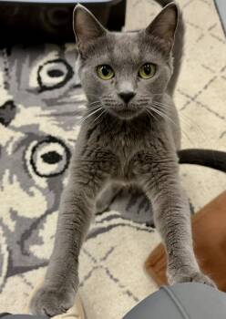 Glee -  Domestic Short Hair Cat for Adoption in Wasilla, Alaska - Glee | PetCurious