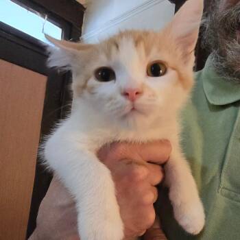Domestic Short Hair Cats Available for Adoption in Hanna City, Illinois - Beau | PetCurious